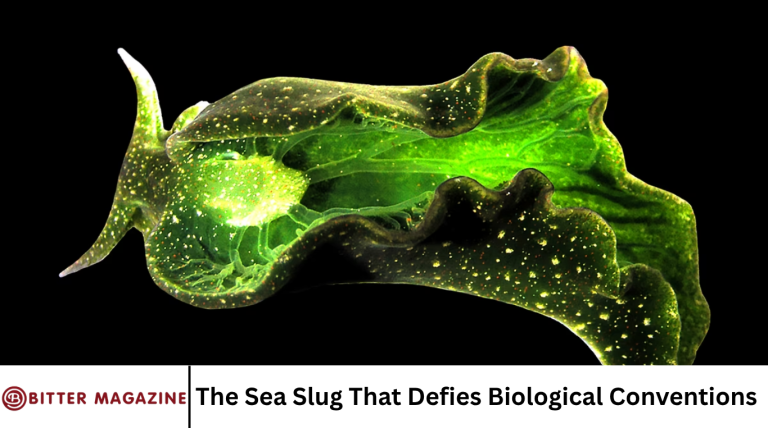 The Sea Slug That Defies Biological Conventions