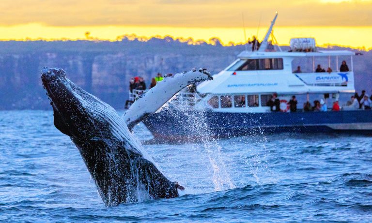 Whale Watching Sydney Eastern Suburbs