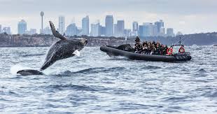 Whale Watching Sydney Eastern Suburbs