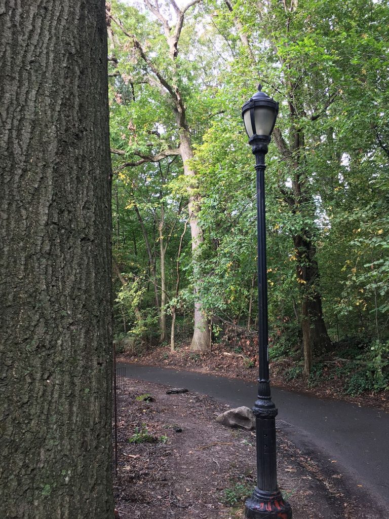 tree-lined pathways in a city park